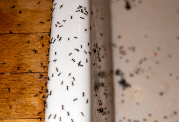 Wasp Removal Services in Morris, OK